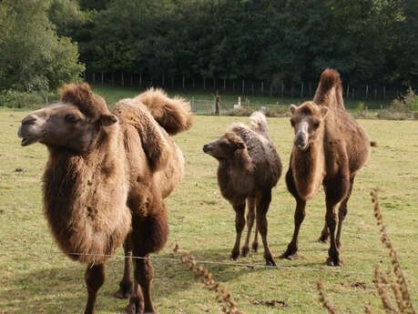 Parc animalier d'Ecouves