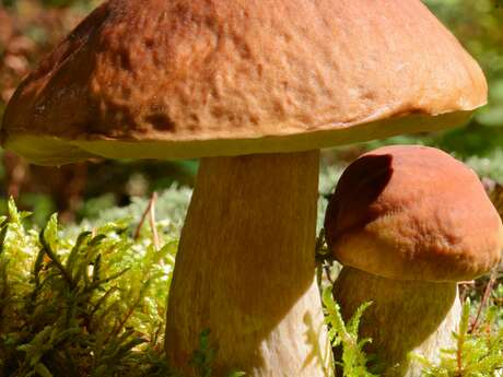 Sortie mycologique en forêt de Réno-Valdieu