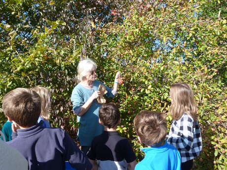 Atelier famille : Reconnaître les arbres par les feuilles