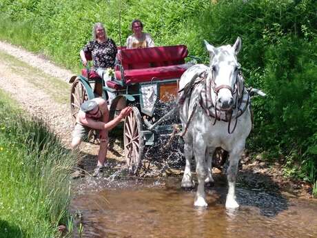 Balade en attelage percheron avec Perche & Bohème