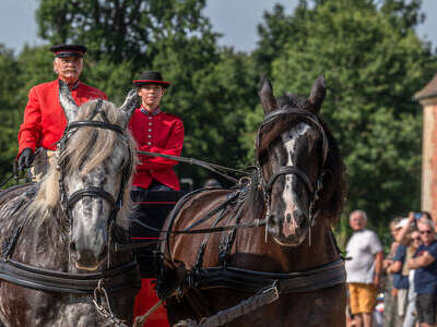 Découverte des ânes et chevaux normands avec le Haras du Pin. Découverte des ânes et chevaux normands avec le Haras du Pin.