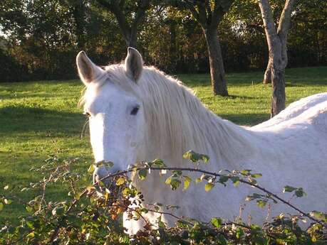 Attelage des Epasses