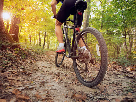 A VTT les vieux arbres dans le Perche