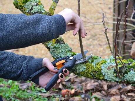 Taille et élagage des arbres fruitiers