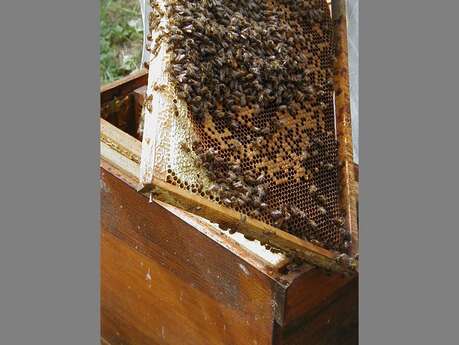 S'initier à l'apiculture (3ème séance/5)