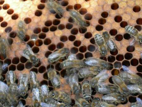 Un mardi à la campagne en famile : l'abeille