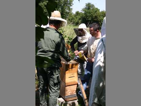 S'initier à l'apiculture (5ème séance/5)