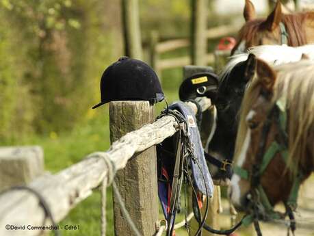 La colline aux poneys