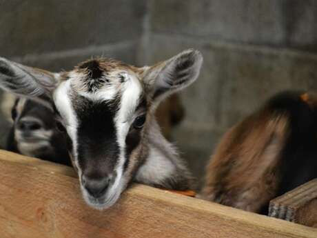 Découverte des animaux de la ferme