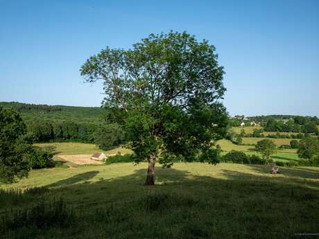 La Corbonasière - Randonnée à pied dans le Perche Ornais