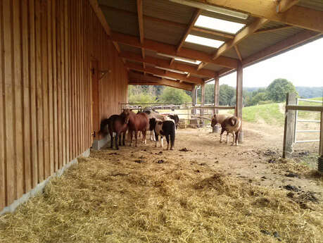 Poney-Club Les Petits Cavaliers et équitation sport nature