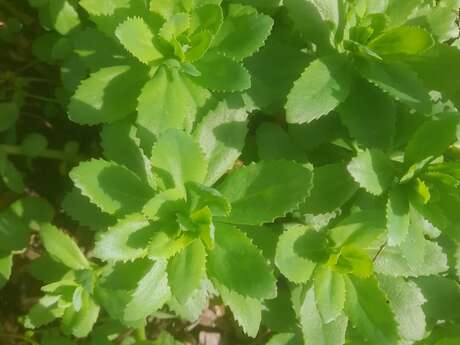 Sortie découvertes des plantes sauvages, médicinales et comestibles