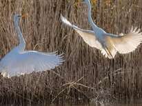 Exposition photographies "La nature révèle le vivant"