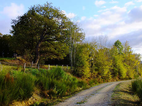 RANDO "Circuit de Larbre"