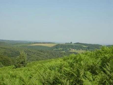 Sentier d'interprétation des landes de Gioux