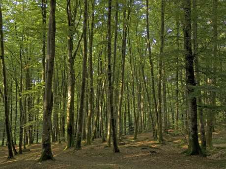 Circuit Trail n°3 : La grande carrière