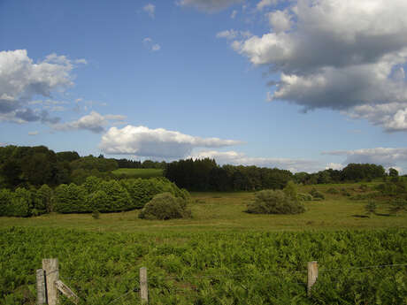 RANDO "Landes et Tourbières"