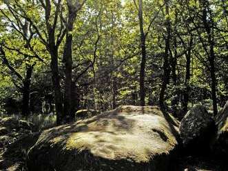 Les bois de Toulx