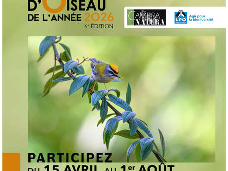PHOTO D’OISEAU DE L’ANNÉE 2026
