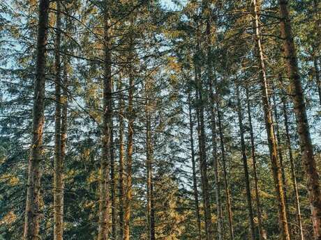 Nature et Panoramas sur le lac