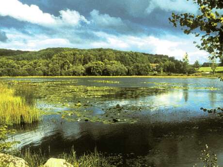 Circuit pédestre n°B2 La Forêt de Chabaud