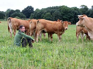 Les Belles Vaches