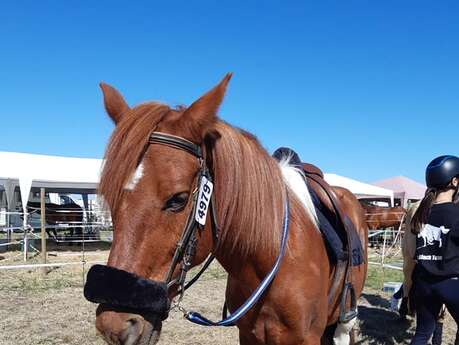 Centre Equestre de Cherveux - Poney Club