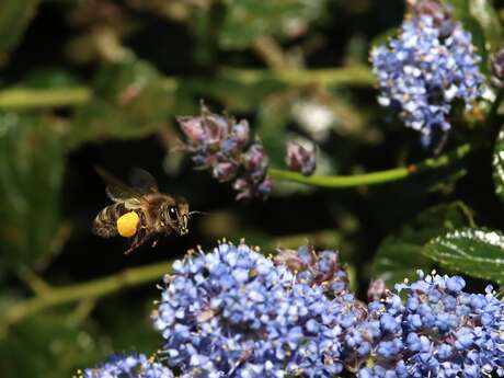 Découverte des abeilles