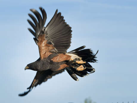 Fauconnerie au Château de Ventadour