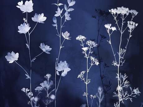 Atelier Cyanotype