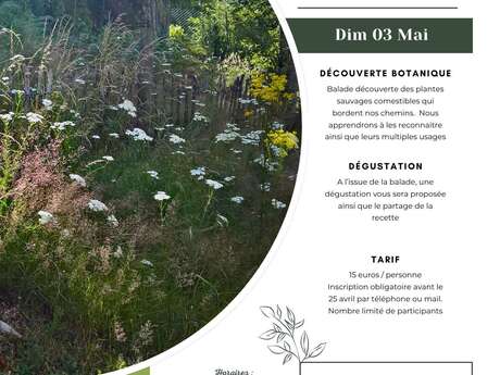 Atelier Plantes sauvages comestibles