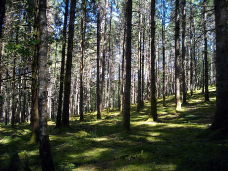 Au coeur de la forêt corrézienne