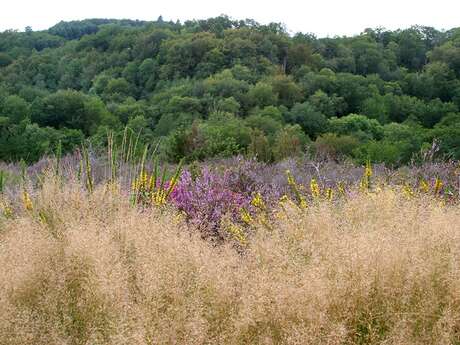 Les Combes et les Gardes de la Cazine CO1