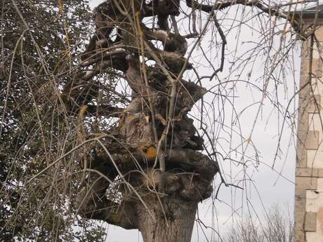 Arbre remarquable