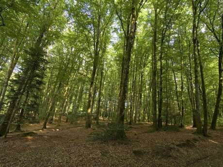 La Forêt de Chabrières