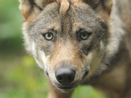 Circuit de randonnée pédestre n° 14 Les Loups de Chabrières