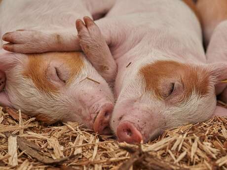 La Ferme des 3 Petits Cochons