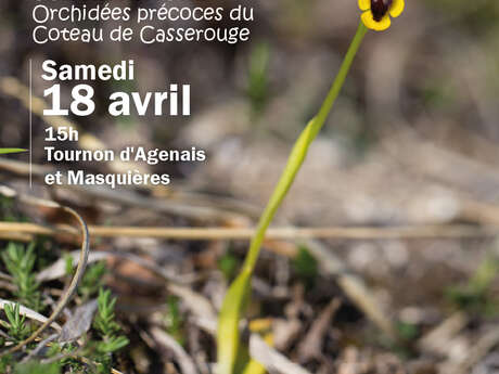 Orchidées précoces du Coteau de Casserouge