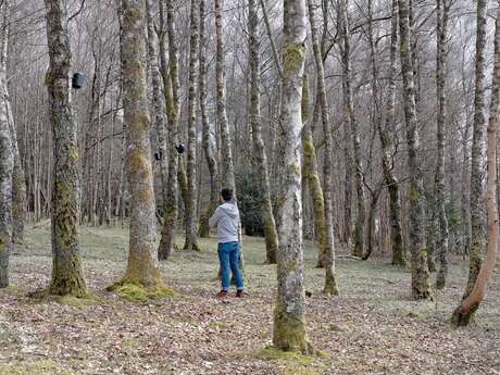 Bois de sculptures de l'Ile de Vassivière