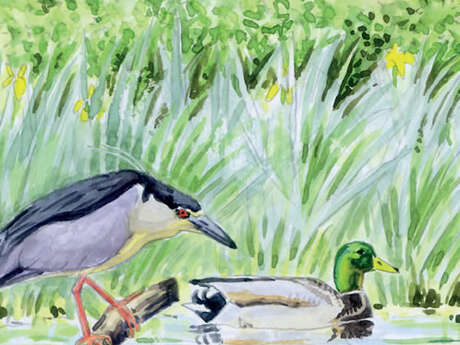 Les oiseaux pour les petits