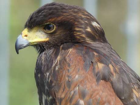 Sortie Natura 2000 : sur les terres des Rapaces Diurnes