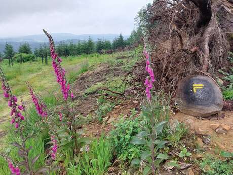 Circuit pédrestre N°70 : Le Mont La Chaize