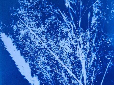 Atelier Cyanotype