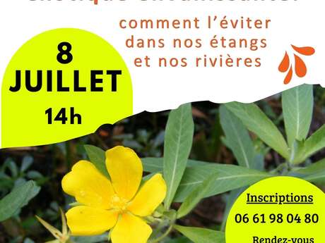 Sortie de découverte d'étang