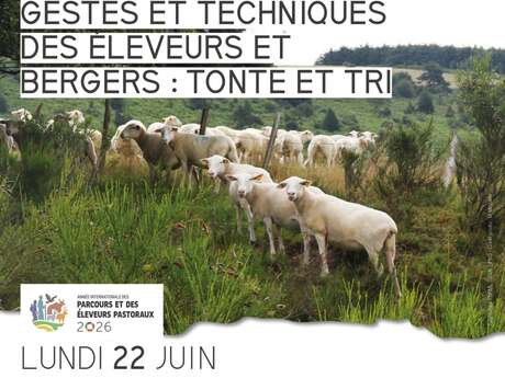 Gestes et techniques des éleveurs et bergers : tonte et tri