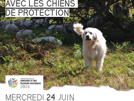 Rencontre avec les chiens de protection