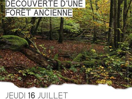 Découverte d'une forêt ancienne