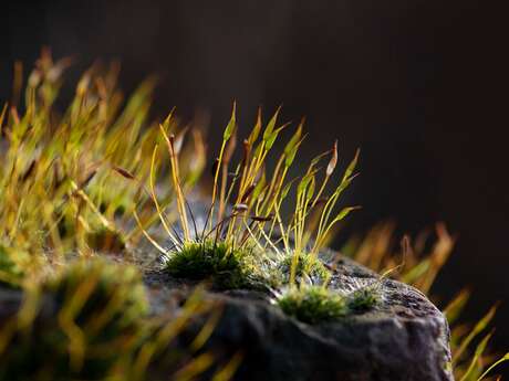 Découverte de Dame Nature par nos 5 sens