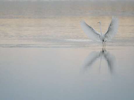 Découverte des oiseaux avec la LPO