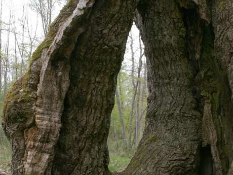 Circuit de randonnée :  L’Arbre du Loup